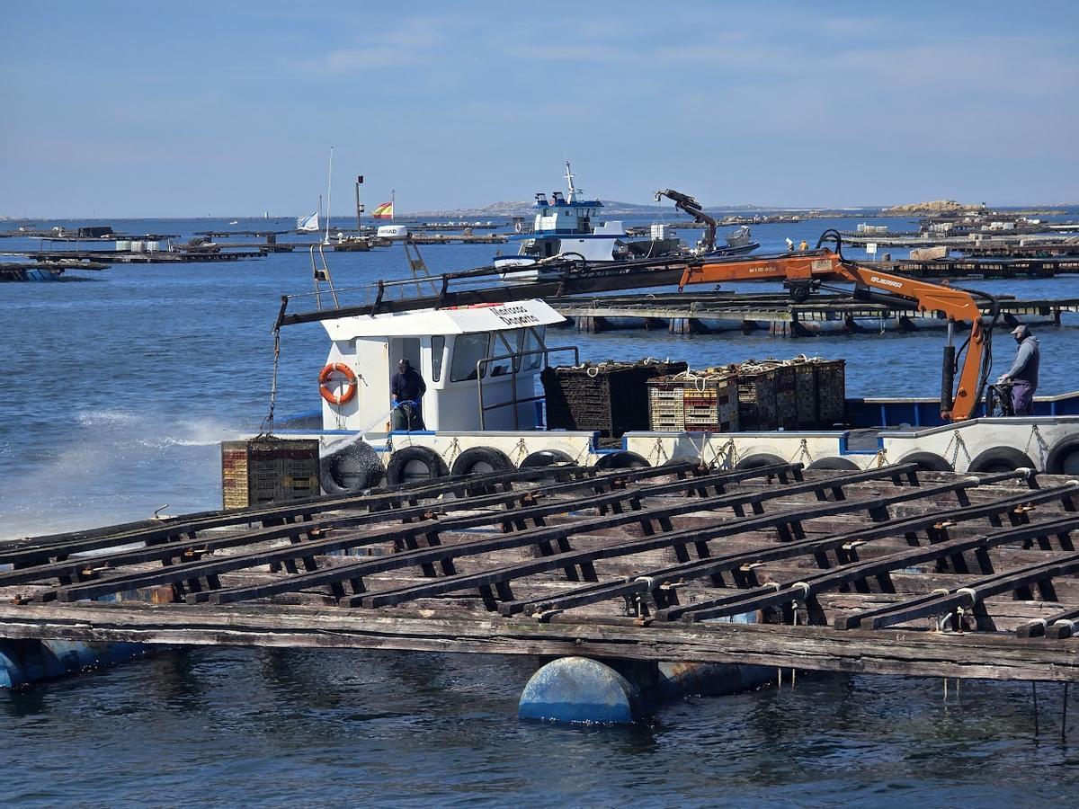 Bateas de ostra y almeja.