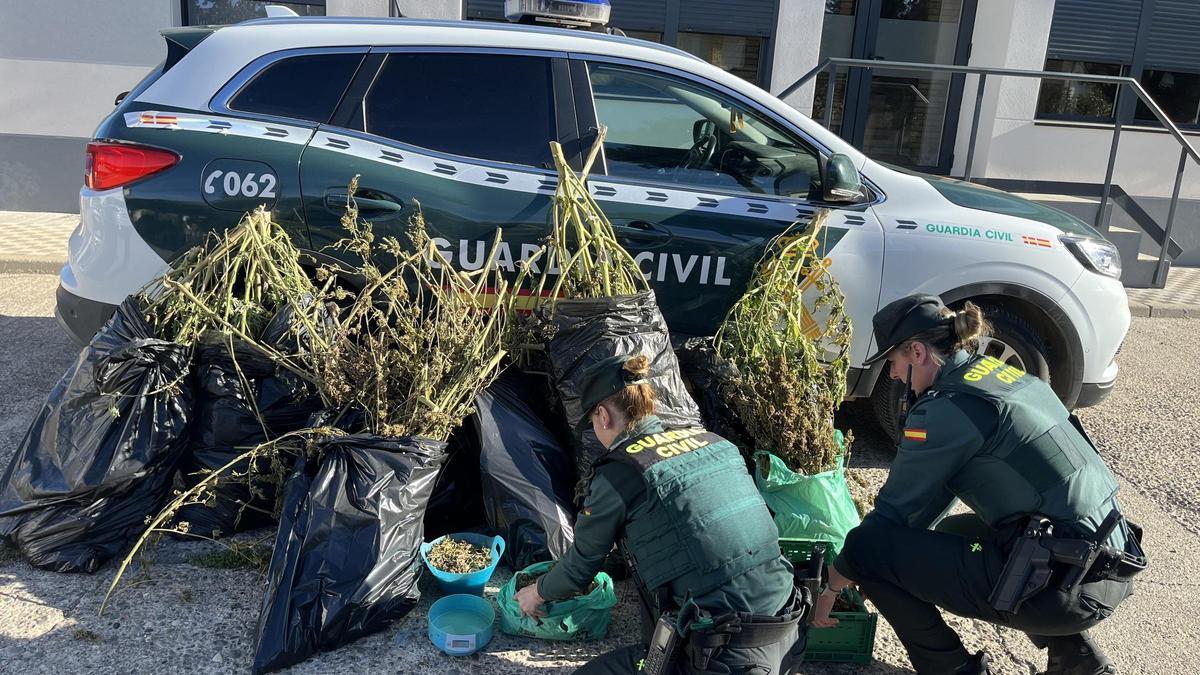 Dos agentes de la Guardia Civil con las plantas intervenidas.