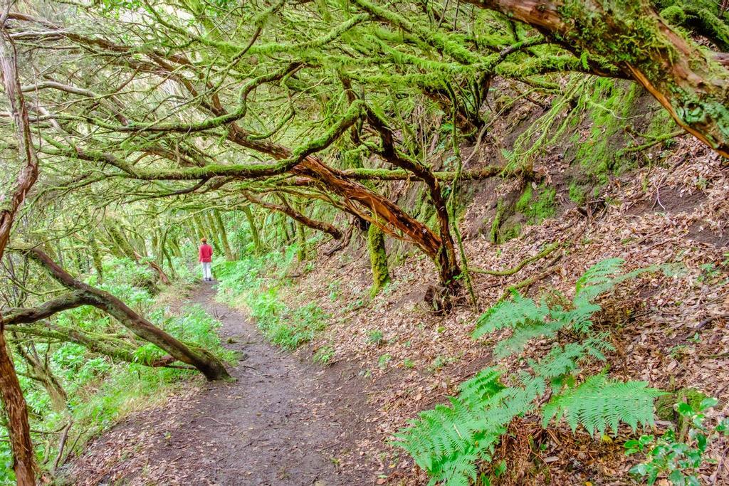 Bosque de laurel en el Parque Nacional de Garajonay, La Gomera