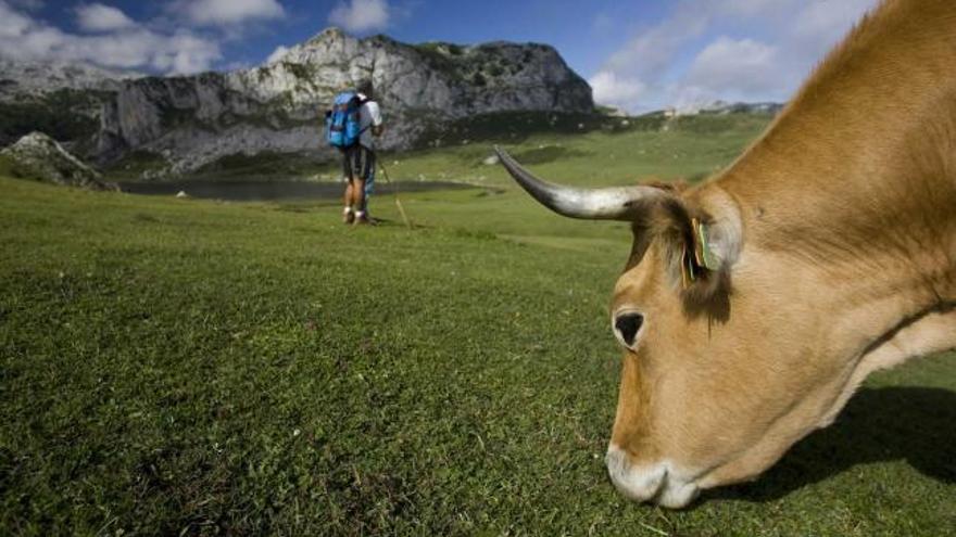Una vaca en los lagos de Covadonga.