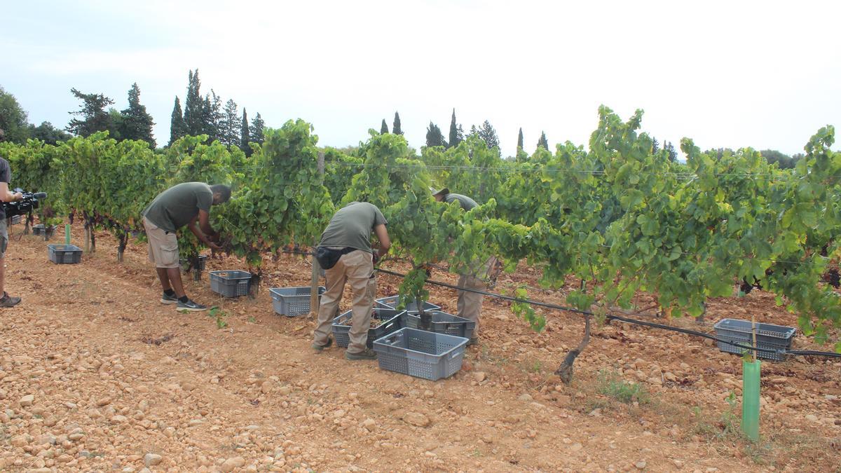 FOTOS | Vendimia en la bodega Sa Cabana de Binissalem