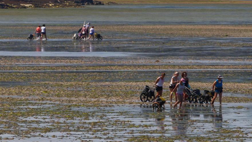 El marisqueo de Arousa afronta la campaña de verano con mucho pesimismo: “Solo hay cría”