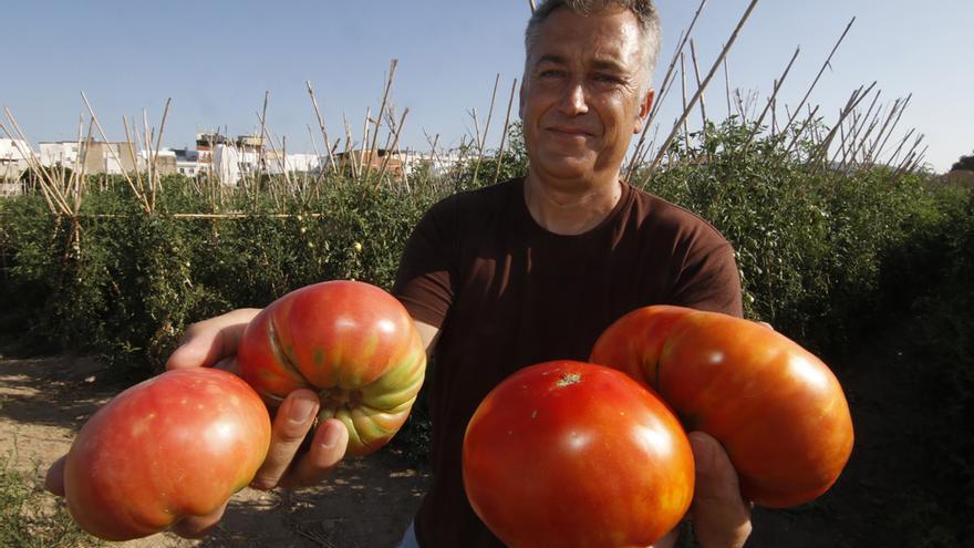 Tomate rosa de Alcolea, la joya de la huerta cordobesa