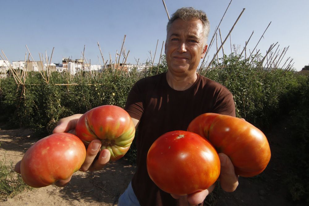 Tomate rosa de Alcolea, la joya de la huerta cordobesa