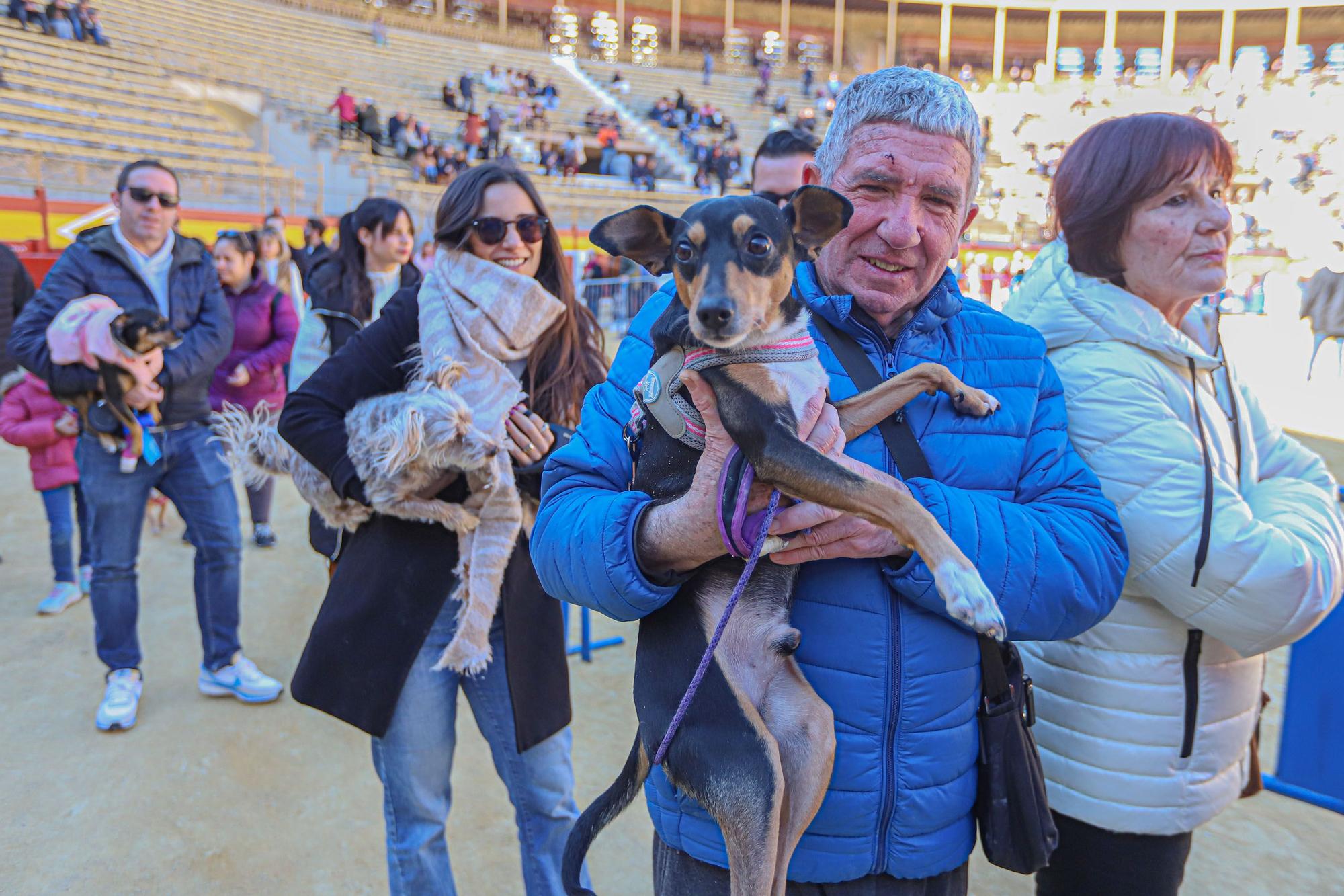 Concurso ecuestre y Bendición de animales por San Antón en Alicante