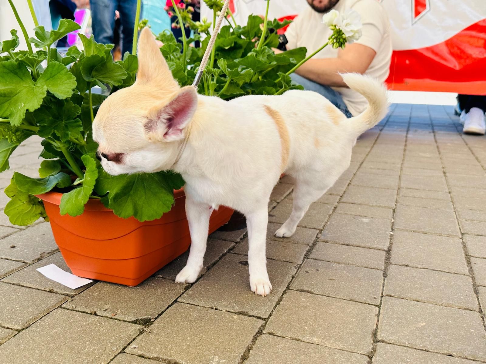 Más de 500 mascotas participan en la primera jornada del Concurso Internacional Canino en Torrent