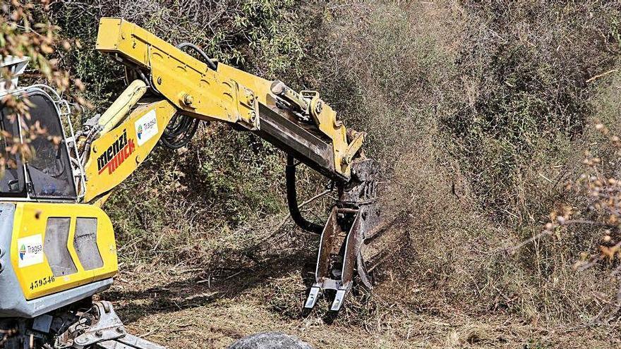 Operarios de la conselleria de Agricultura trituran árboles en una finca afectada por la Xylella.