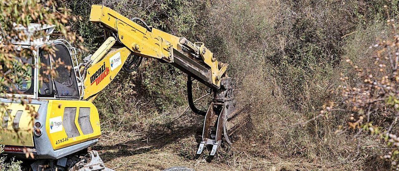 Operarios de la conselleria de Agricultura trituran árboles en una finca afectada por la Xylella.