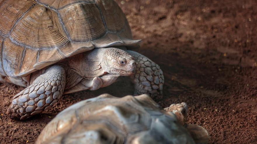 Escorpiones mortales en mochilas, una mona de circo antisocial o una tortuga histórica: las historias del Neotrópico de Tenerife