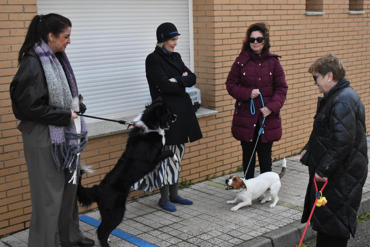 Fotogalería | Así ha sido la celebración de San Antón en el colegio San Antonio de Cáceres