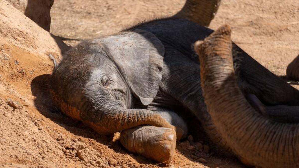 Bioparc busca nombre para su nueva cría de elefante