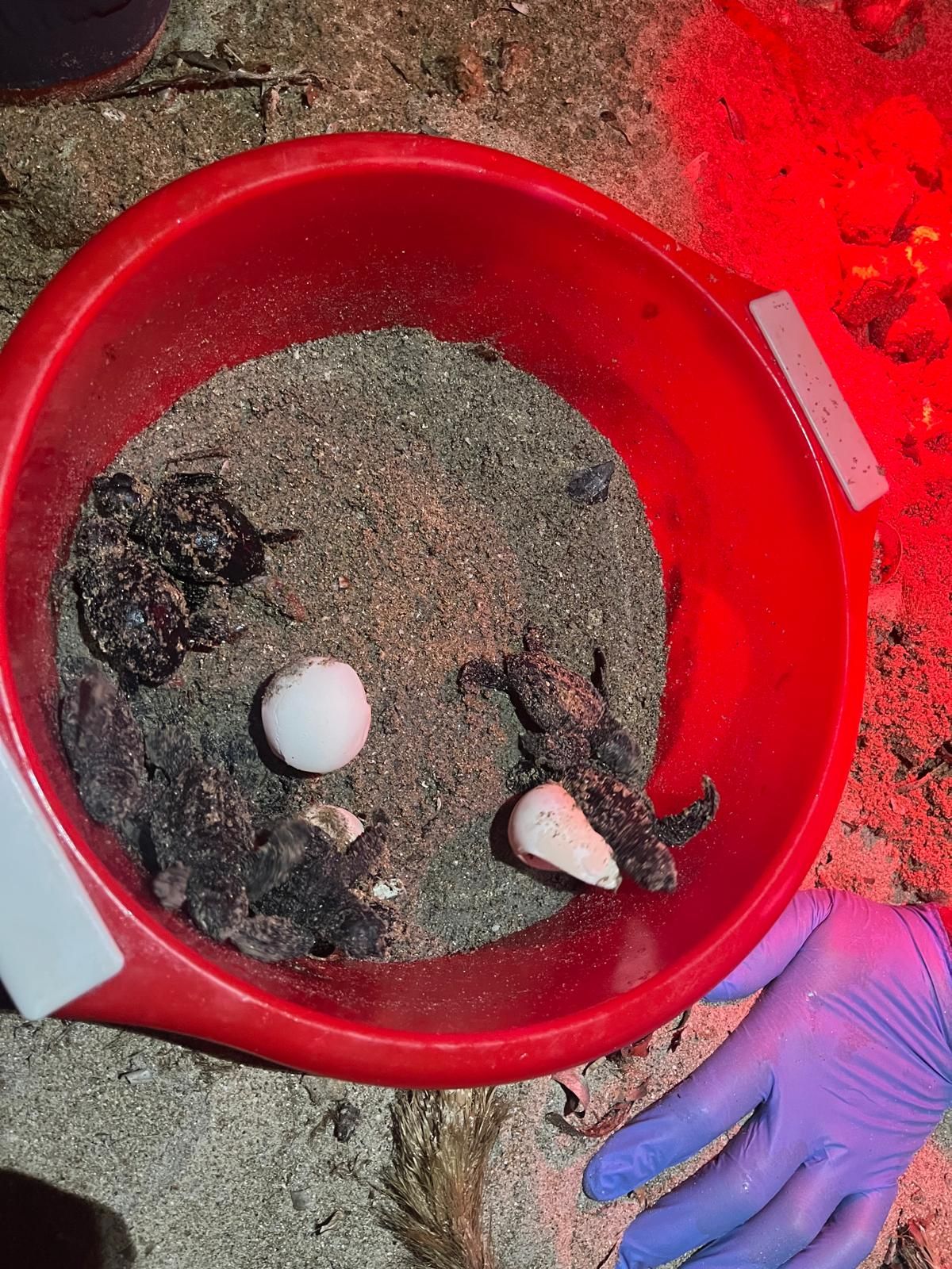 El milagro de la vida en una playa de Dénia: las imágenes del nacimiento de 98 tortugas