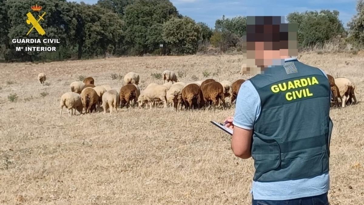 Un agente de la Guardia Civil junto a un rebaño de ovejas.
