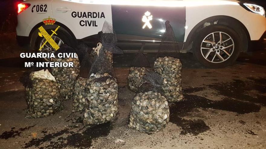 Detenidos tres vecinos de Poio por furtivismo reincidente: se apoderaron de más de 200 kilos de almeja en dos meses
