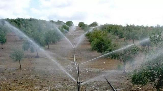 Olivar en riego en la provincia de Córdoba