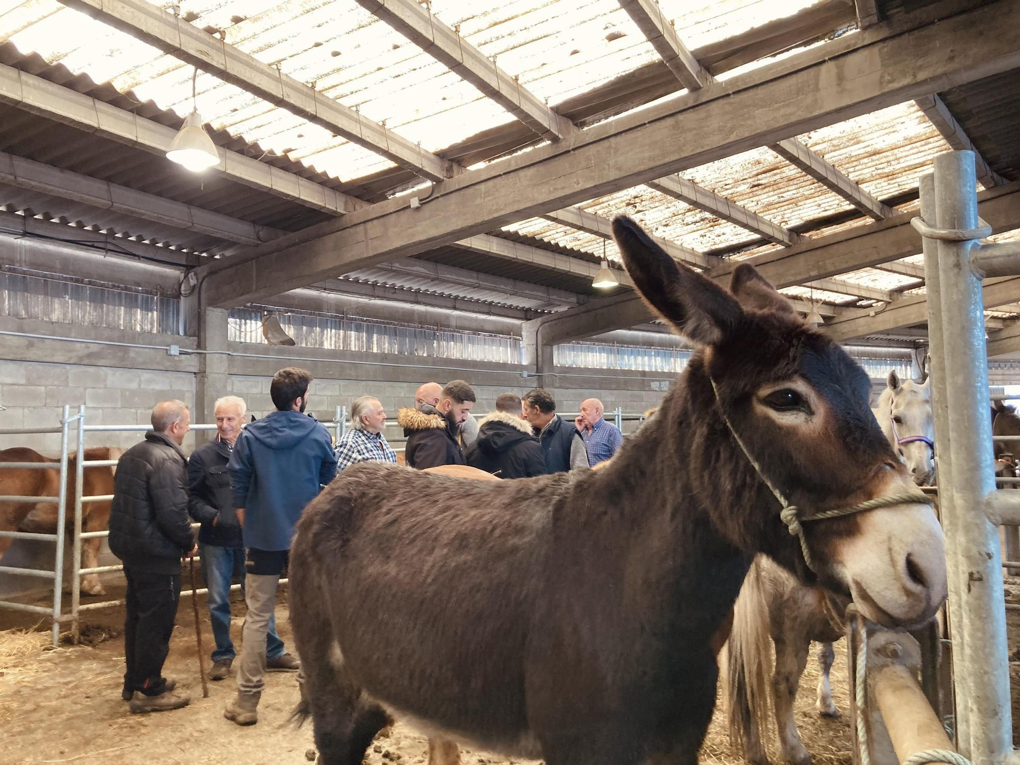 Buenos tratos y ejemplares en la multitudinaria feria equina de San Simón, en Grado