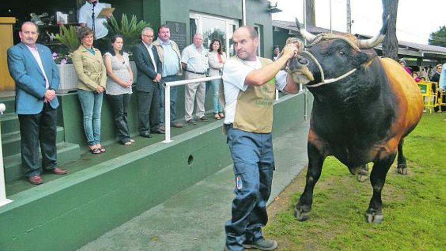 El toro «Curiosu», el gran campeón del Concurso de ganado de Llanera.