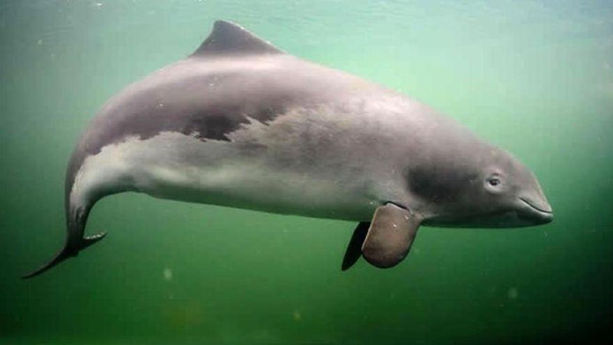 Avistada en la Costa del Sol una especie de delfín que se creía desaparecida del Mediterráneo