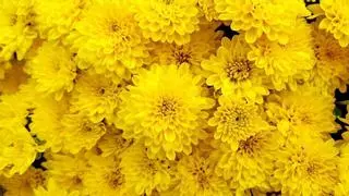 Las 5 flores amarillas que puedes plantar en octubre para llenar de color el jardín en otoño