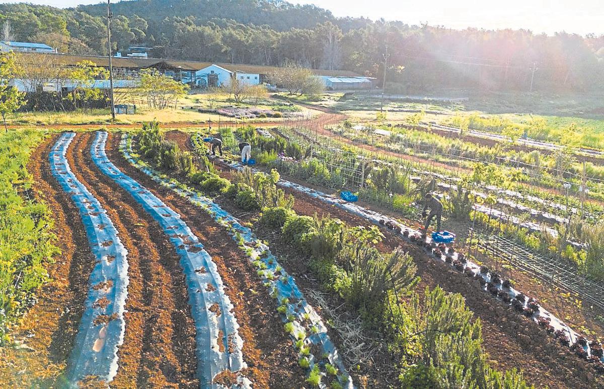 The vegetable garden follows the natural contours of the land, with curved rows that adapt to the terrain.