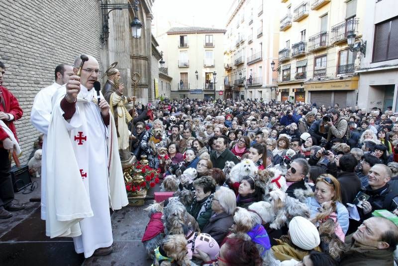 Fotogalería: Fiesta de San Antón