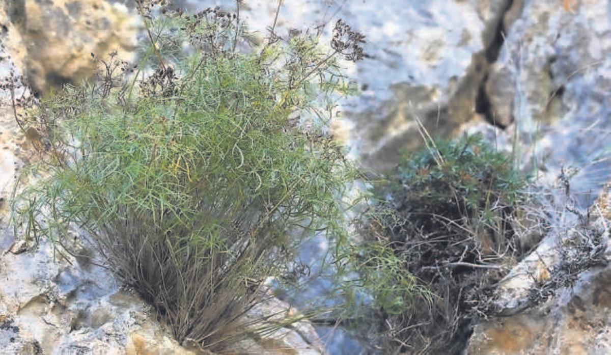 Descubren en Somiedo una planta única en el mundo