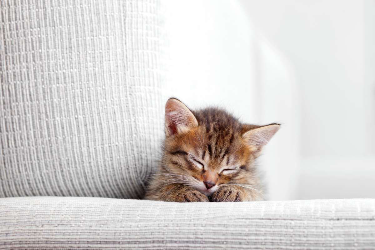 Gato en un sofá