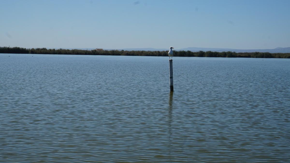 Lago de la Albufera