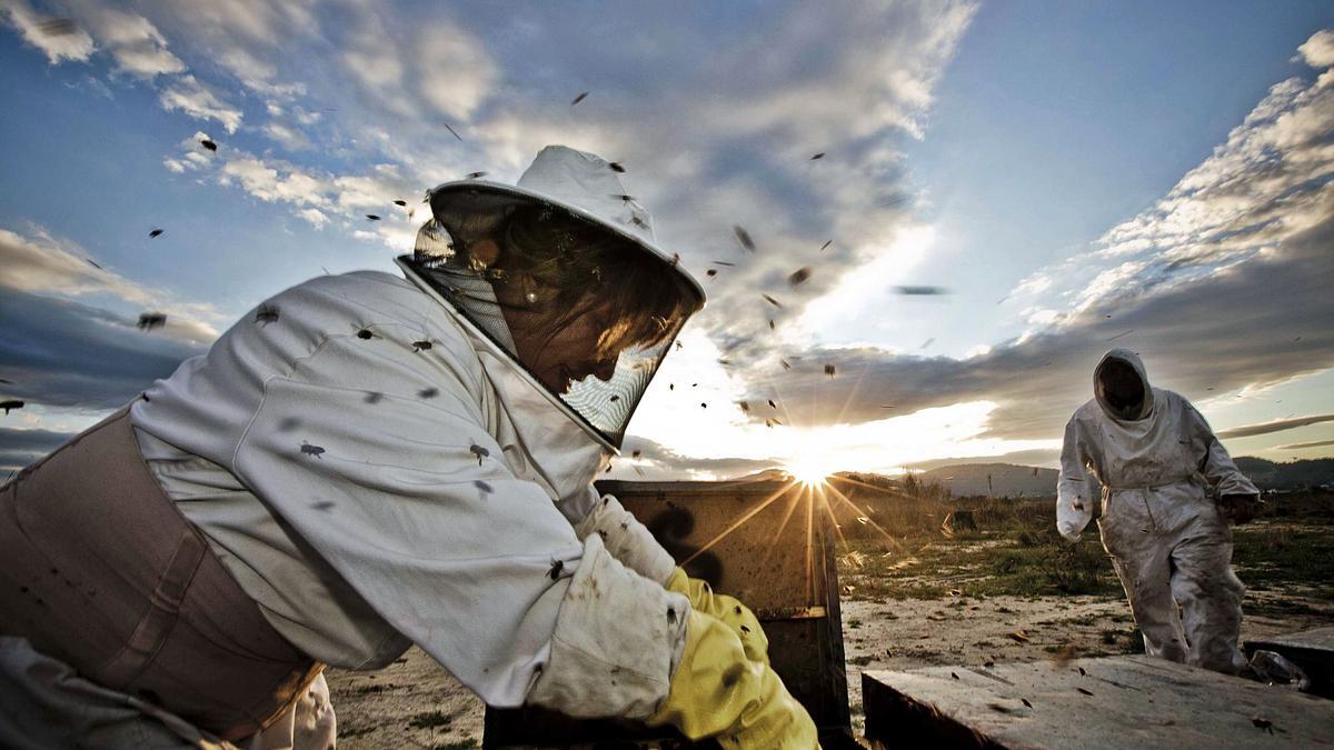 Una apicultora trabaja sus colmenas en una explotación de Pego, en la Marina Alta.  | RAFA ARJONES
