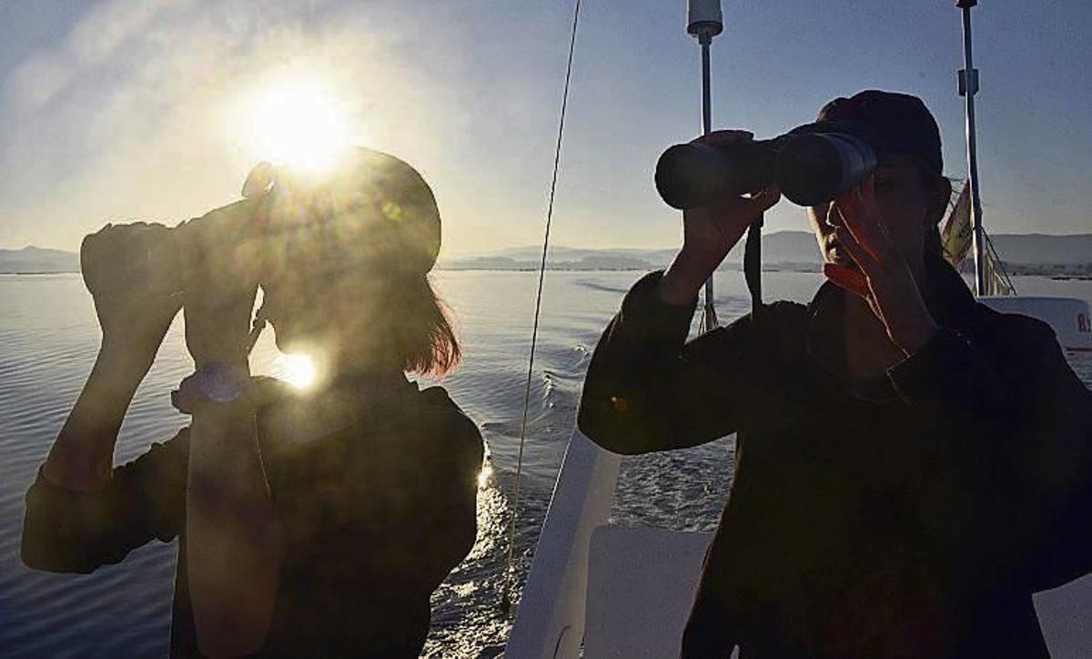 Los biólogos documentan el nacimiento de una decena de delfines en dos años