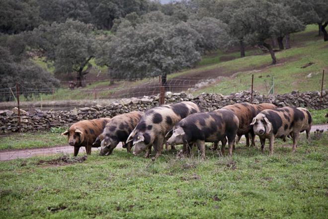 Piaras de cerdo ibérico de ganadería ecológica en España.