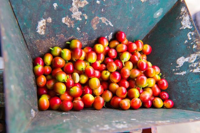 Eje Cafetero colombiano