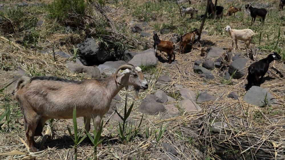 Alerta de incendio en Gran Canaria