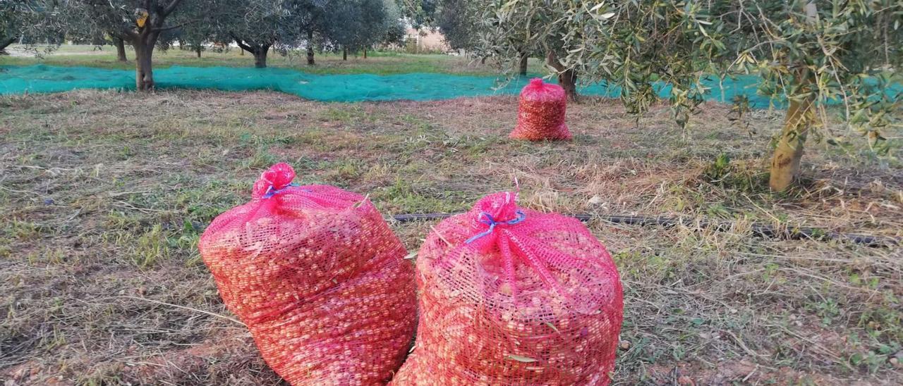 Sacos cargados con aceitunas que fueron recogidas esta semana en una finca de ses Païsses. | J.M.L.R.