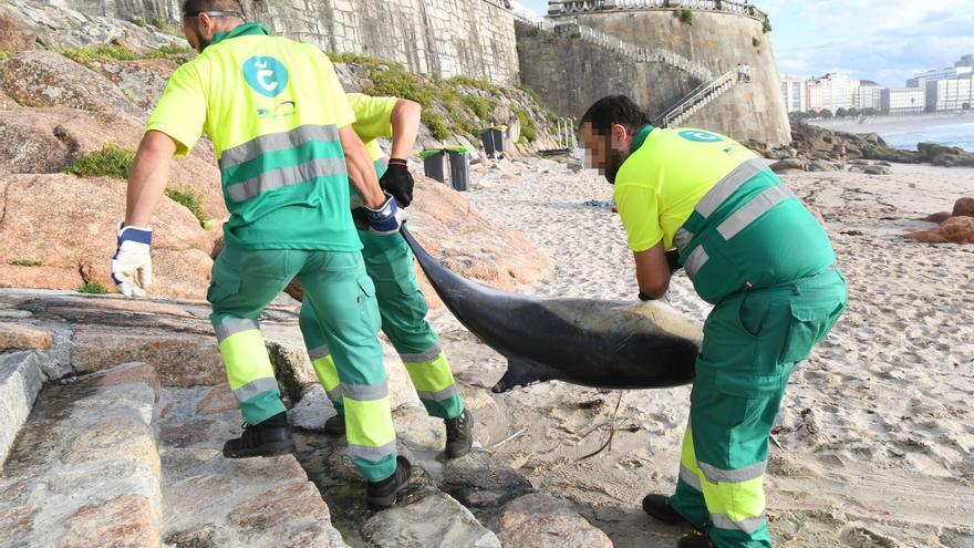 Un delfín aparece muerto en la playa del Matadero
