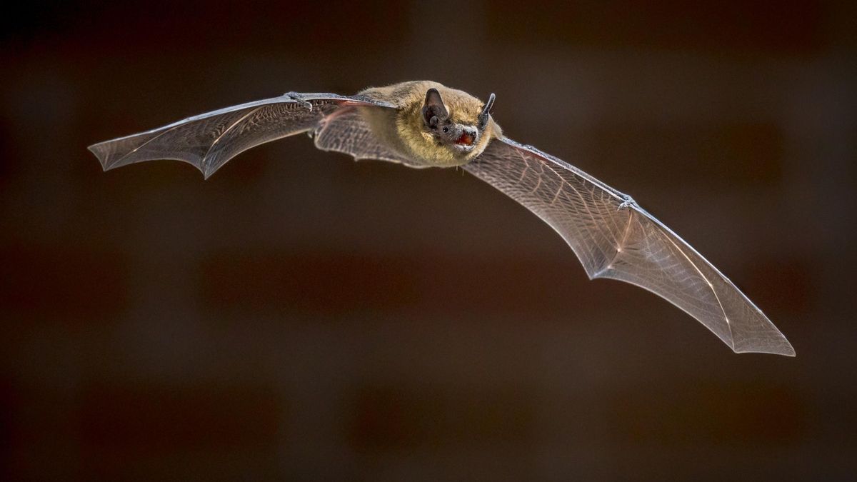 Un ratpenat nan (Pipistrellus pipistrellus) en ple vol