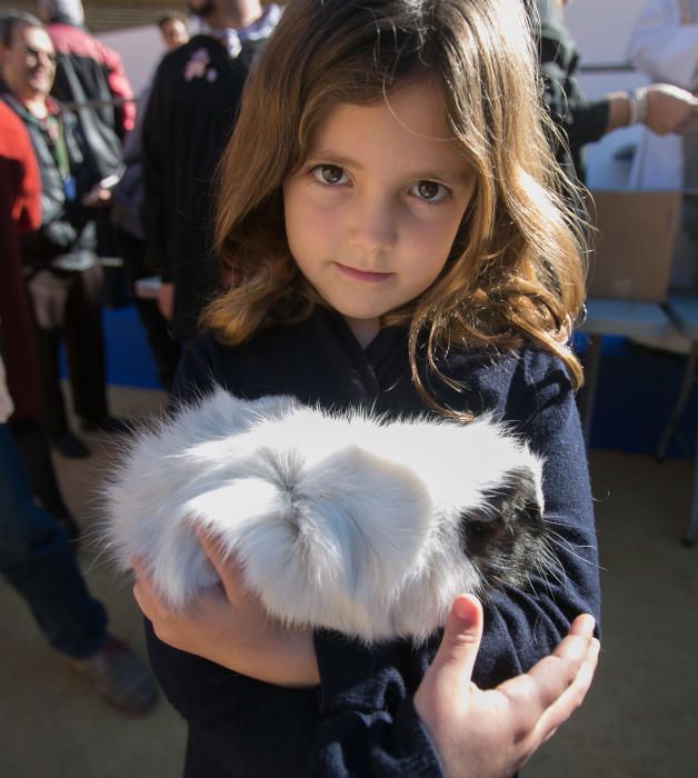 Bendición de los animales por el día de San Antón