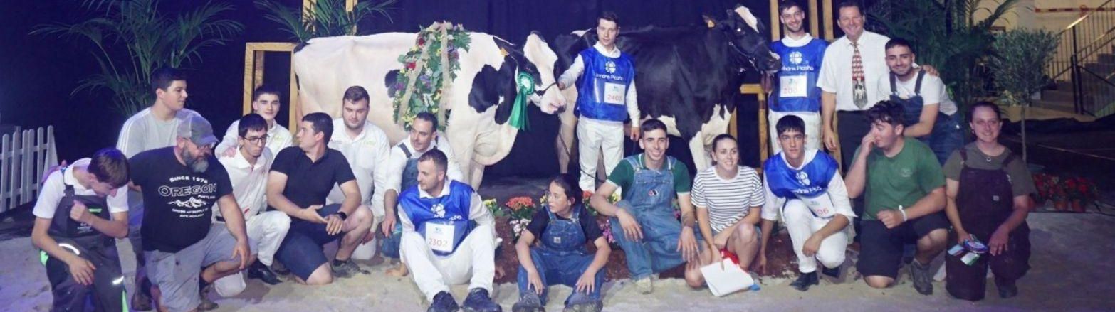 La vaca vencedora del Open Internacional (con creación floral) y la Gran Campeona Feiradeza.