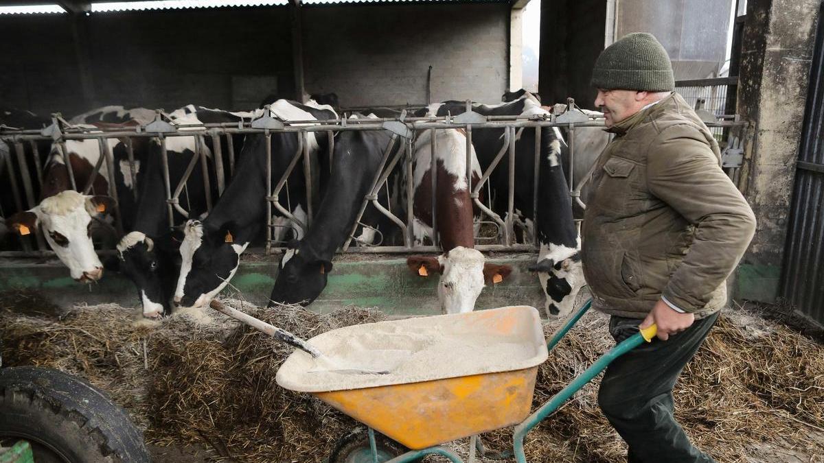 Un ganadero prepara el pienso con el que alimenta a sus cabezas de vacuno de leche.