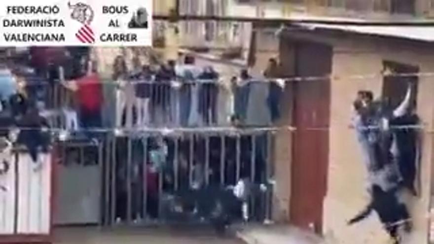 Espeluznante cogida en los bous de Alfara del Patriarca