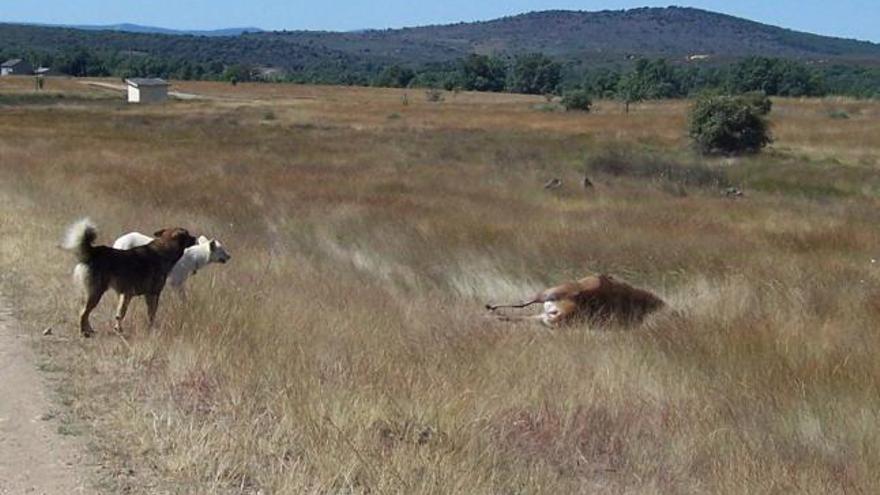 Un ciervo abatido ilegalmente en la provincia de Zamora.