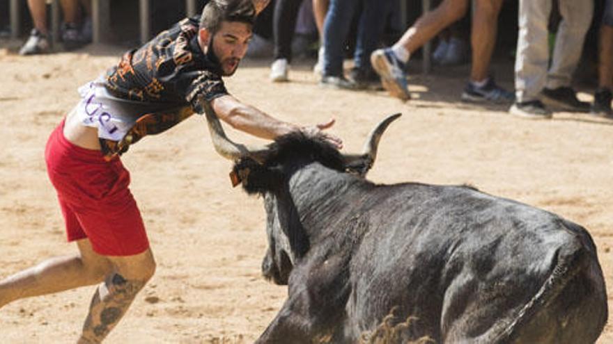 Festejo de &#039;bous al carrer&#039; en la semana taurina de Llíria. Foto: Germán Caballero.