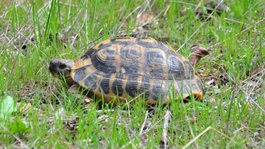 Una de les tortugues mediterrànies alliberades.