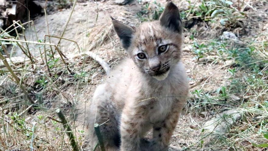 El cadell de linx que ha nascut a MónNatura Pirineu.