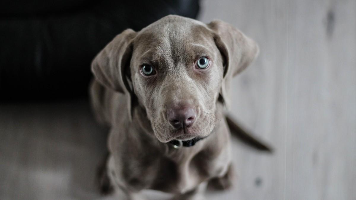 ¿Mi perro me quiere? Estas son las 10 señales