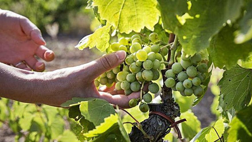 La varietat de raïm que s&#039;ha incorporat a la DO Empordà.