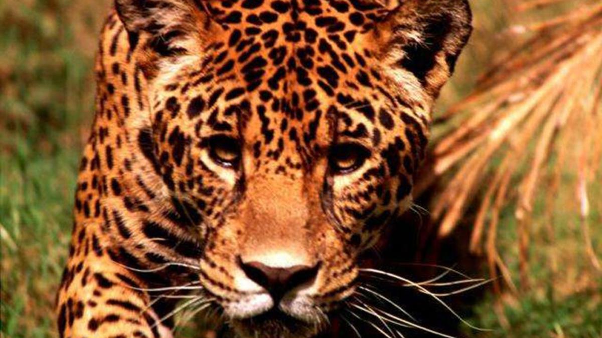 leopardo