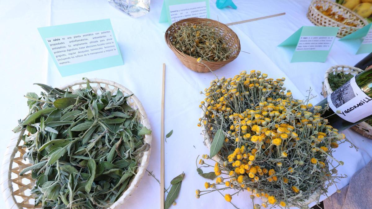 Salvia y manzanilla expuestas en cuencos en el taller de hierbas ibicencas de Can Bonet.