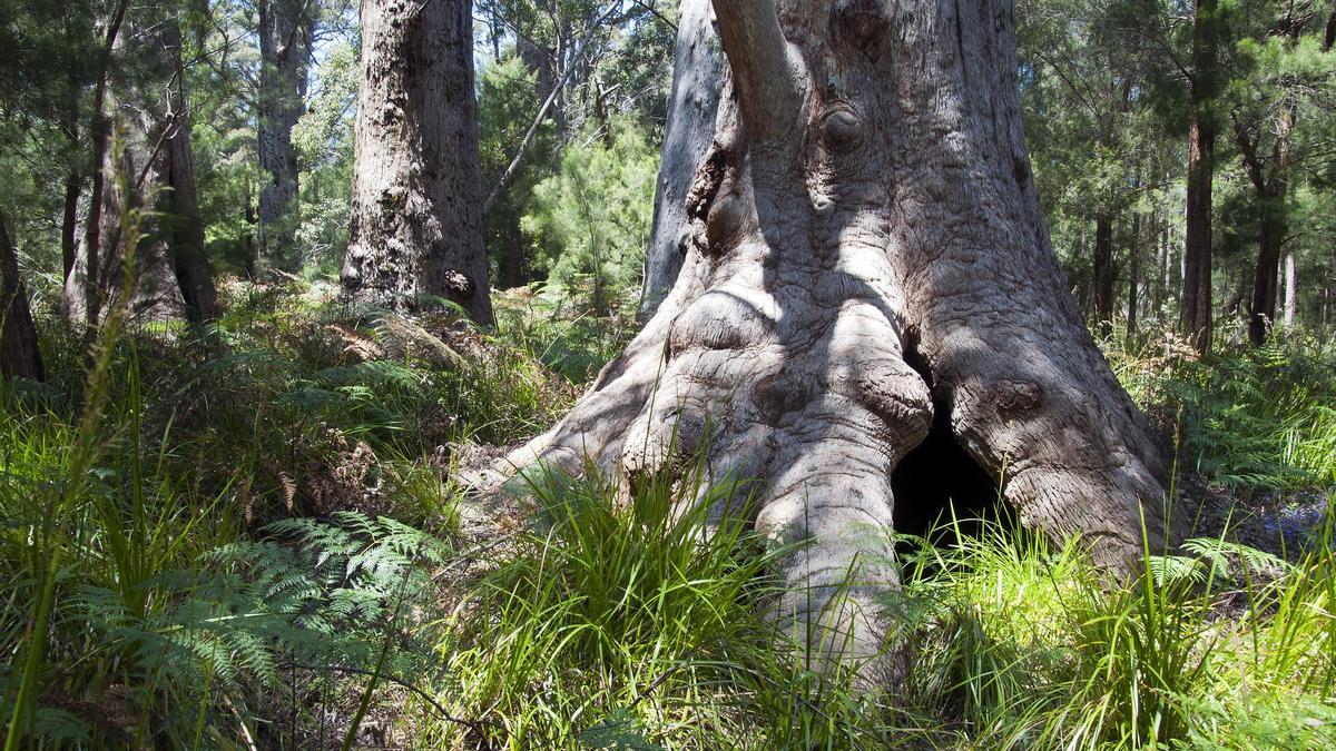 En el lecho del paraje, los troncos de 16 metros de diámetro se elvan sobre sus raices nudosas