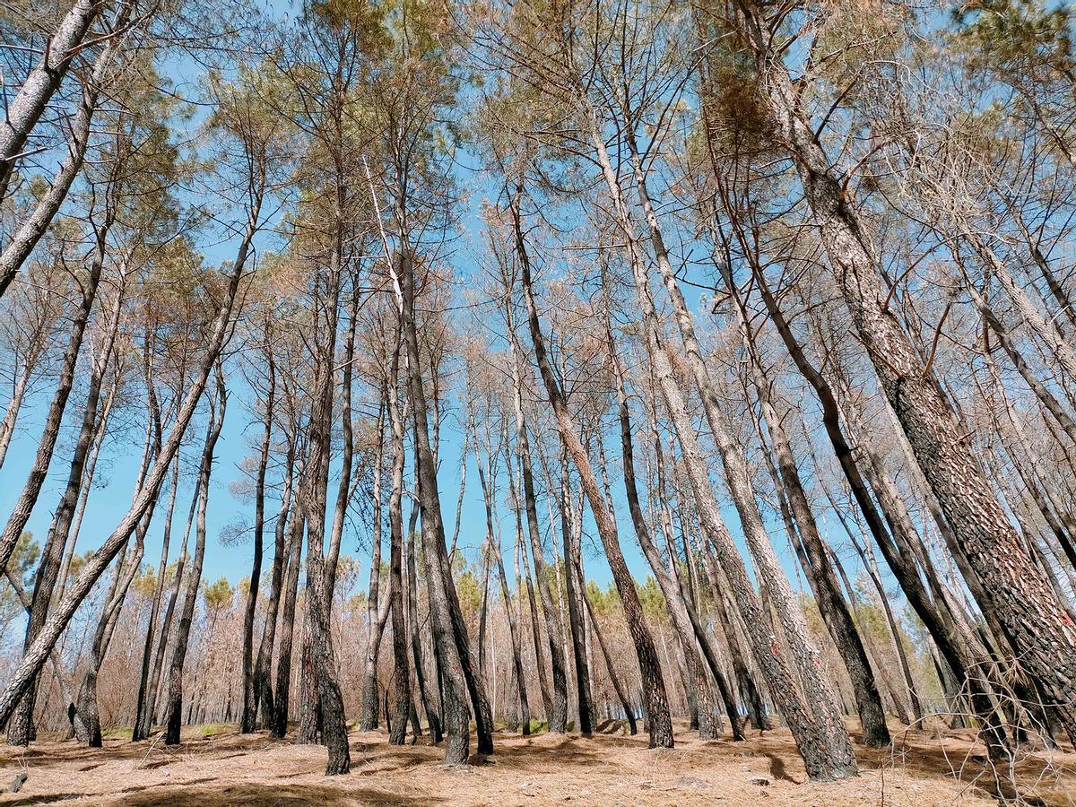 La zona estudiada por las investigadoras se encuentra en el Concello de Quiroga, en Lugo.